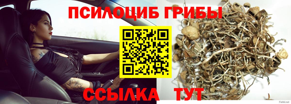 купить наркоту  Псилоцибиновые грибы мухоморы  Вход с VPN  Псилоцибиновые грибы Psilocybine cubensis  Шуя 